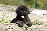 BOUVIER DES FLANDRES 142